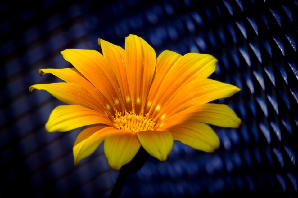 Bloom nature succulent plant