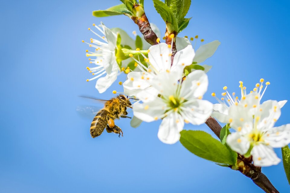 Fruit tree blossom bloom