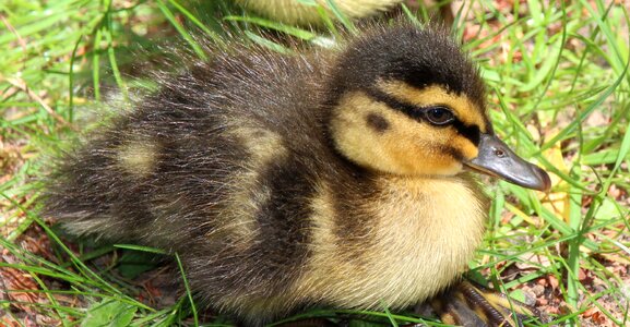 Duckling duck yellow