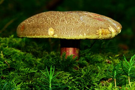 Forest forest floor tube mushroom