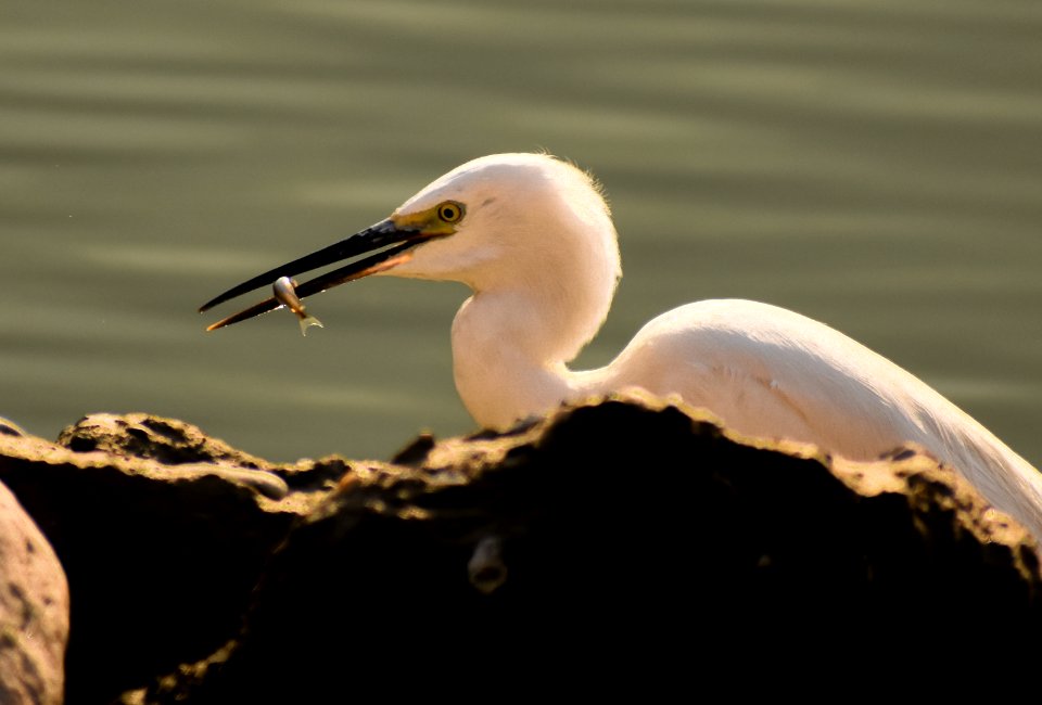 Egret with a fish kill