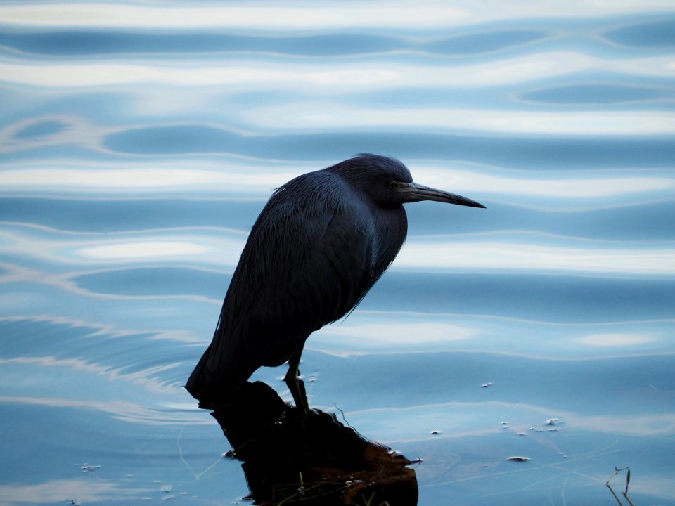 Egretta caerulea 108363679