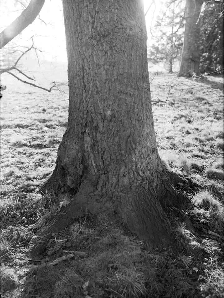 Eik (quercus conferta) in de kasteeltuin Mheer (stam), Bestanddeelnr 168-0183
