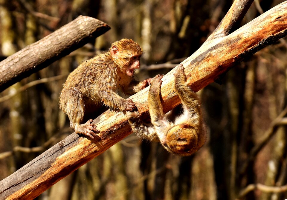 Endangered species monkey mountain salem animal