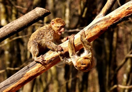 Endangered species monkey mountain salem animal