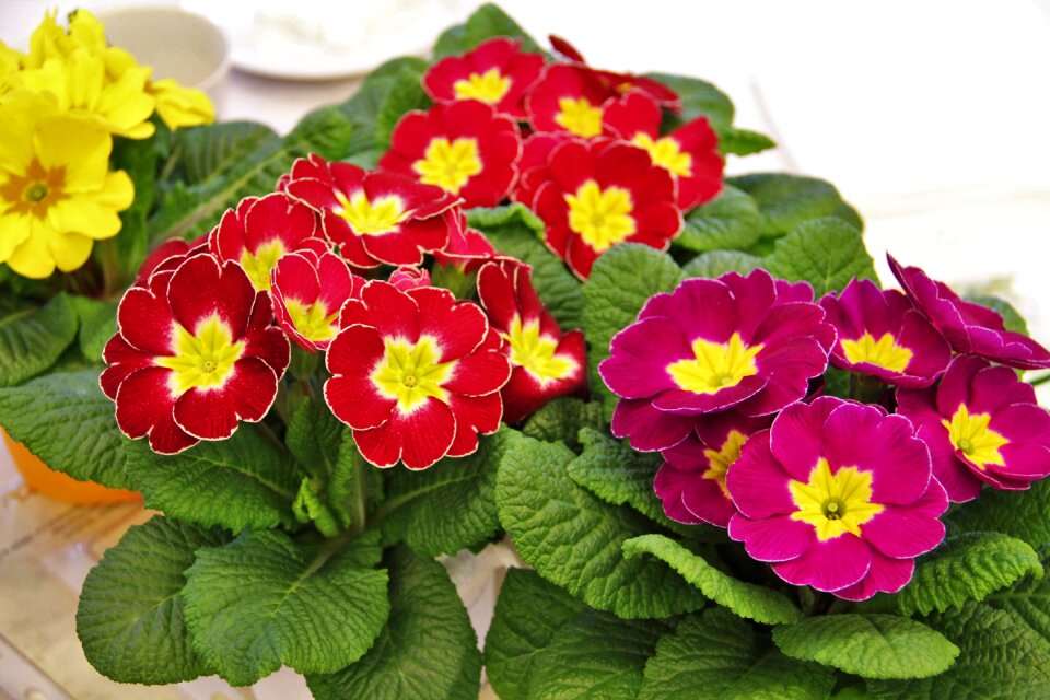 Primroses spring early bloomer