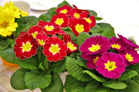 Primroses spring early bloomer