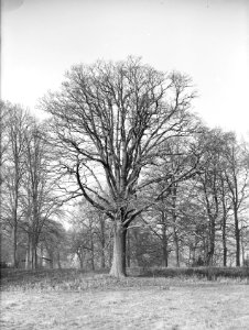 Eik, Bestanddeelnr 168-0150