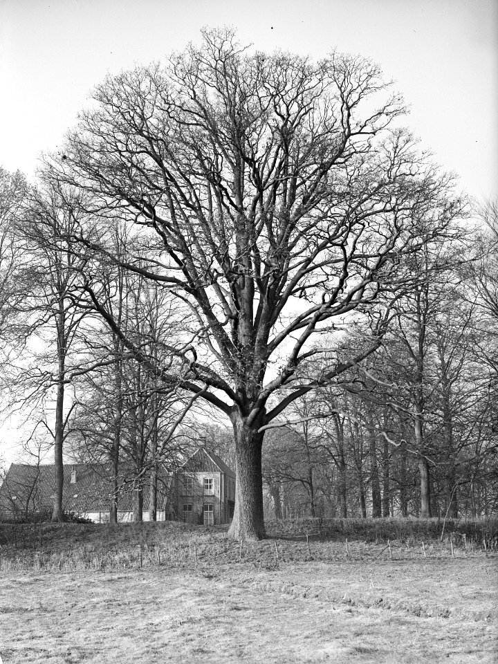 Eik, Bestanddeelnr 168-0151