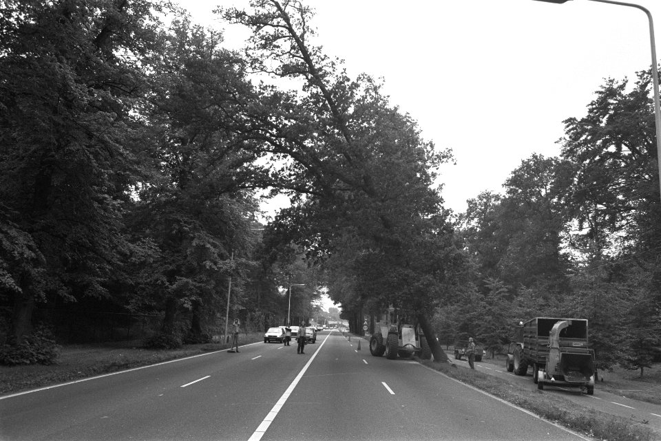 Eiken omgezaagd i.v.m. verbreding A44 Den Haag Wassenaar, Bestanddeelnr 934-3167