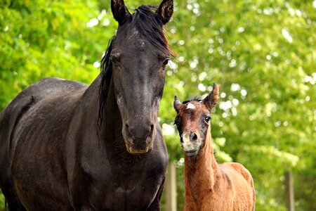 Thoroughbred arabian rap brown mold