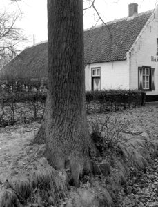 Eik bij boerderij Bakewell bij Weert, Bestanddeelnr 192-0267