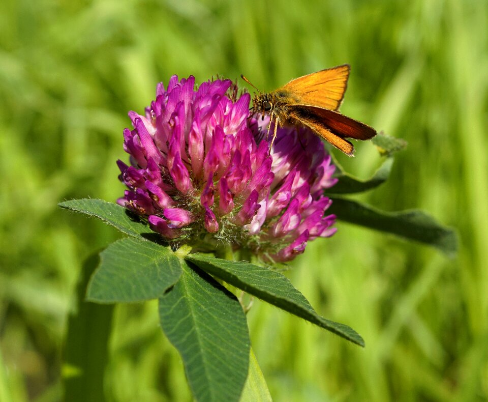 Purple nature pointed flower