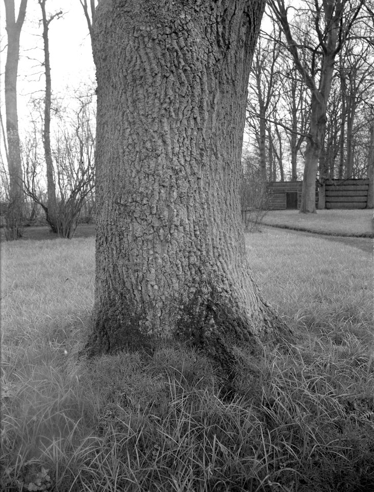 Eik op Landgoed Bennemastate te Hardegarijp (stam), Bestanddeelnr 168-0189