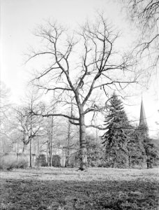 Eik (quercus conferta) in de kasteeltuin Mheer, Bestanddeelnr 168-0182