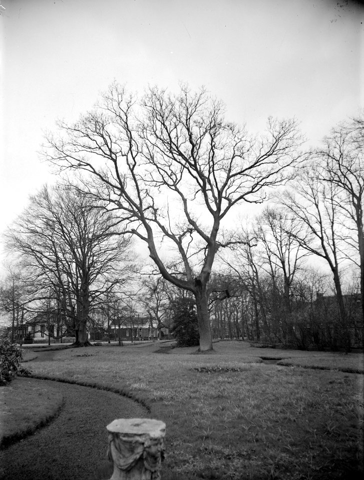 Eik op Landgoed Bennemastate te Hardegarijp, Bestanddeelnr 168-0188
