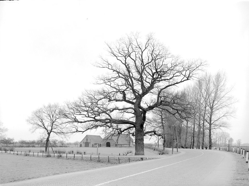 Eiken, bomen, Bestanddeelnr 168-0202