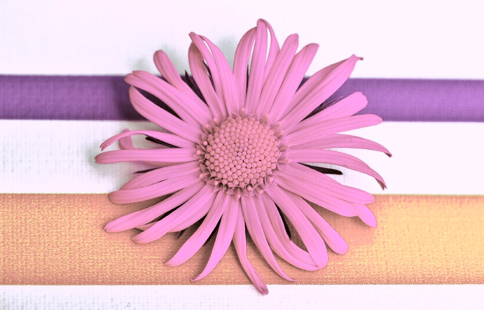 Pointed flower close up beautiful