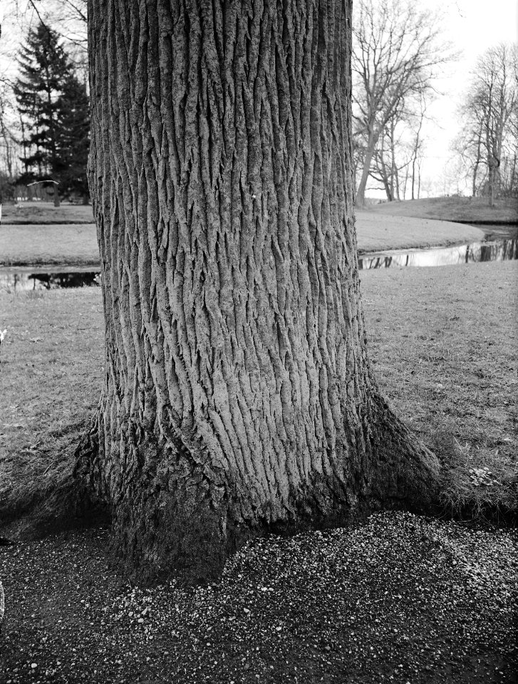 Eik op landgoed Stania State (Friesland) (stam), Bestanddeelnr 168-0187