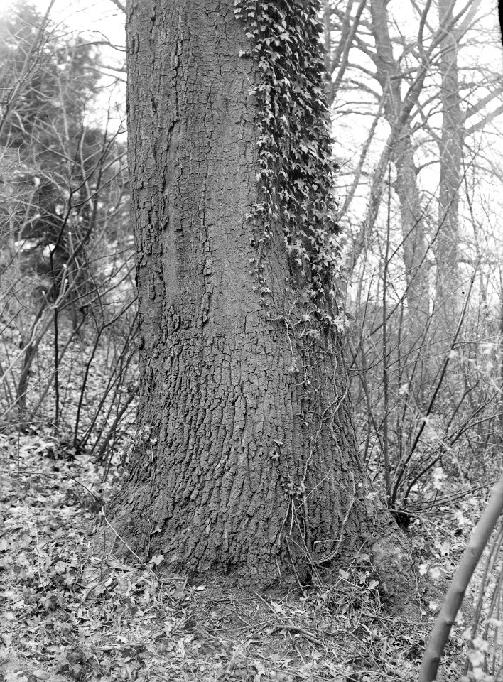 Eik (quercus phellos) (stam), Bestanddeelnr 168-0181