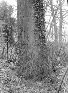 Eik (quercus phellos) (stam), Bestanddeelnr 168-0181