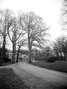 Eik op landgoed Stania State (Friesland), Bestanddeelnr 168-0186