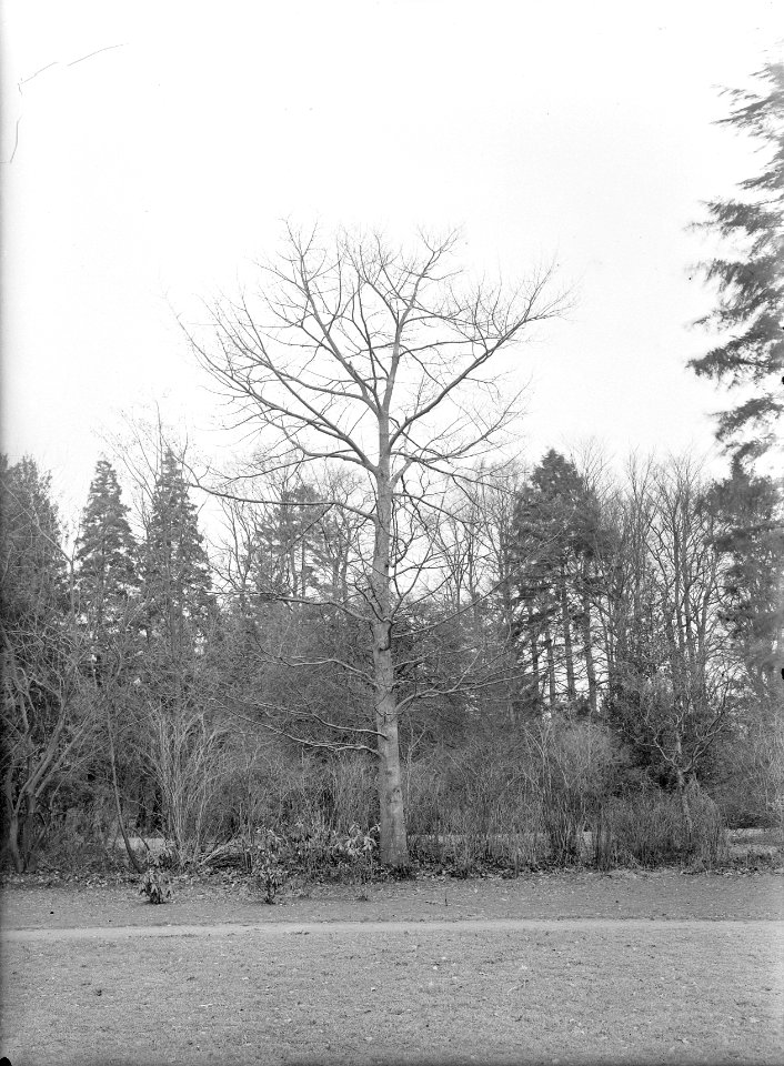 Eiken, amerikaanse eik, Bestanddeelnr 168-0222
