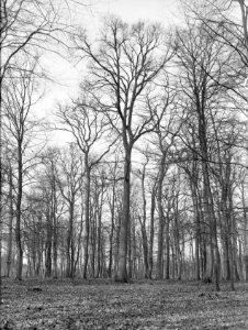 Eiken, wintereik, Het Loo, Bestanddeelnr 168-0214