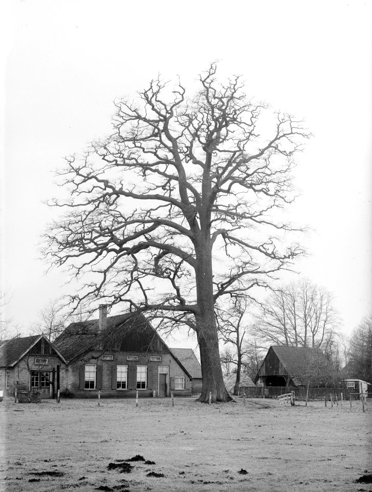 Eiken, roerdink, Woold, Bestanddeelnr 168-0161