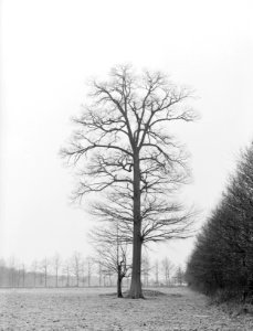 Eik te Woold bij de boerderij Roerdink, Bestanddeelnr 192-0261