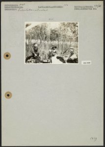 Eikschillers in Friesland, Bestanddeelnr 256-3509