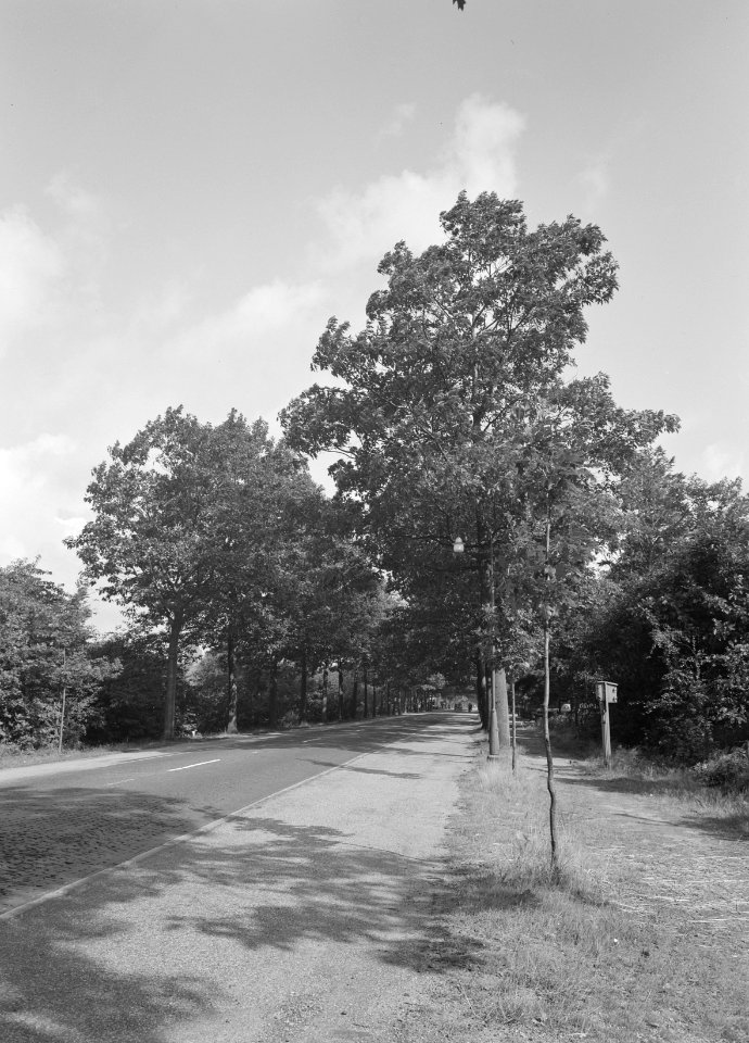 Eiken, amerikaanse eik, Bestanddeelnr 168-0234