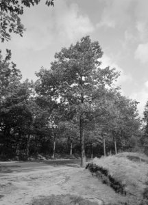 Eiken, amerikaanse eik, Bestanddeelnr 168-0233