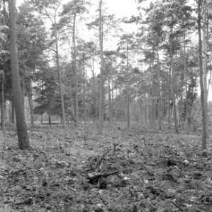 Eiken, amerikaanse eik, Bestanddeelnr 168-0238