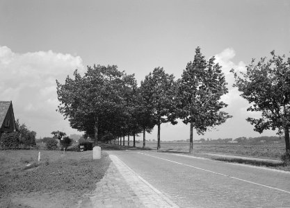 Eiken, amerikaanse eik, Ebse, Bestanddeelnr 168-0229