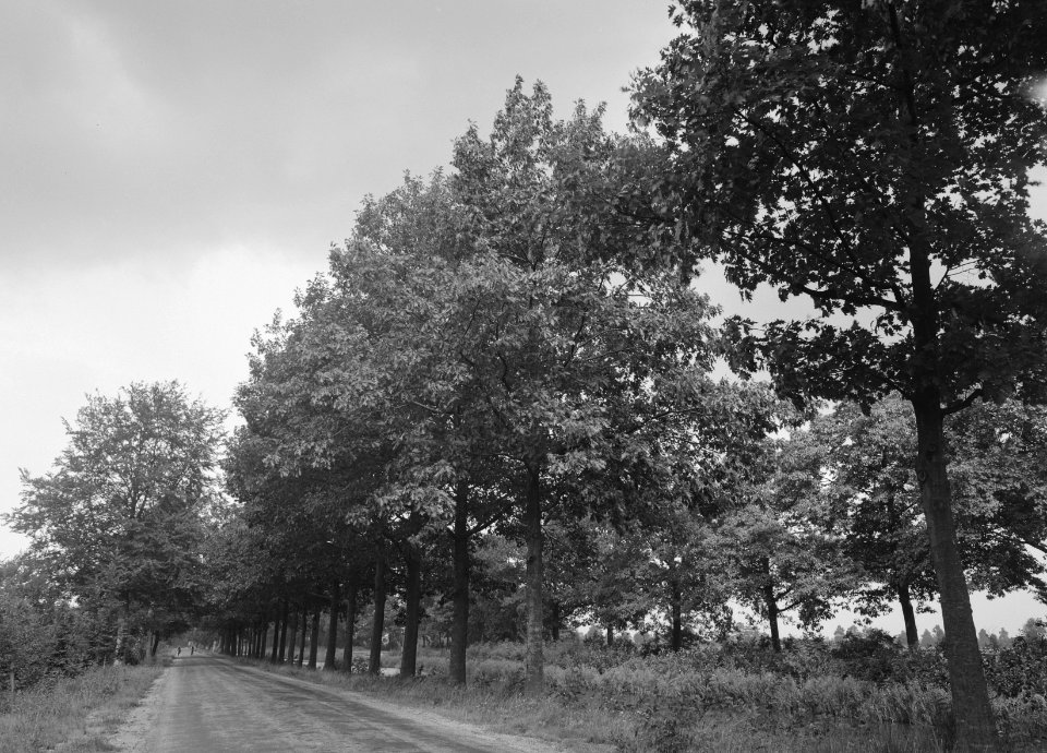 Eiken, amerikaanse eik, apeldoorns-dierenskanaal, Bestanddeelnr 168-0228