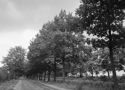 Eiken, amerikaanse eik, apeldoorns-dierenskanaal, Bestanddeelnr 168-0228