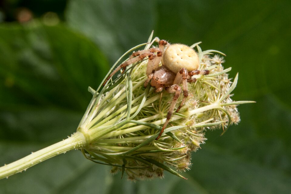 Araneus four stain kreuzspinne close up