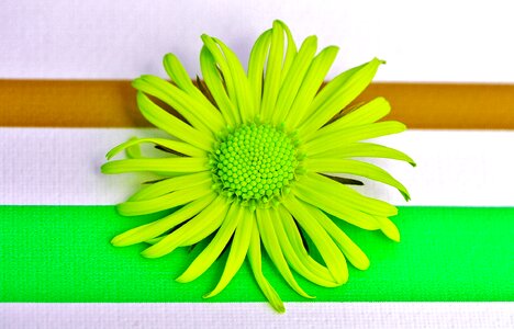 Pointed flower close up beautiful