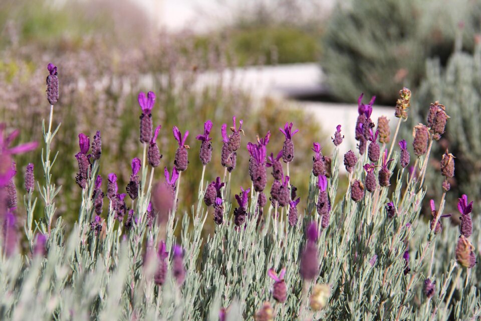 Enchanting beauty wanaka lavender farm