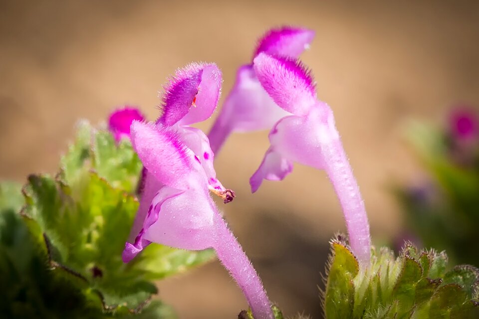 Dead nettle nature spring