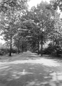 Eiken, amerikaanse eik, de woeste hoeve, Loenen aan de Vecht, Bestanddeelnr 168-0236