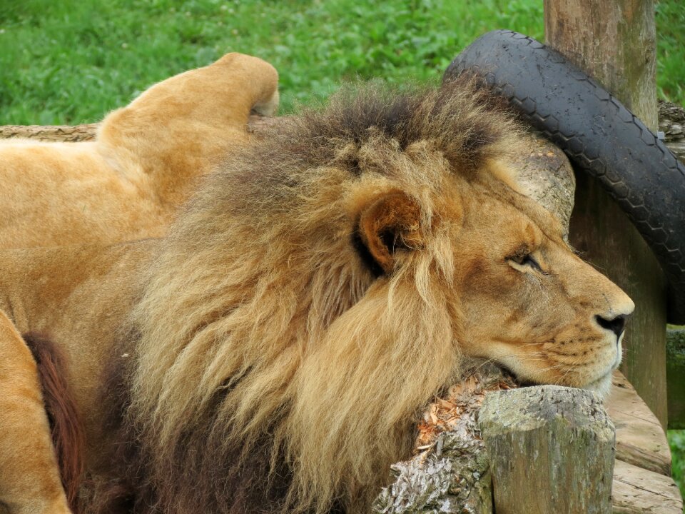 Africa nature predator