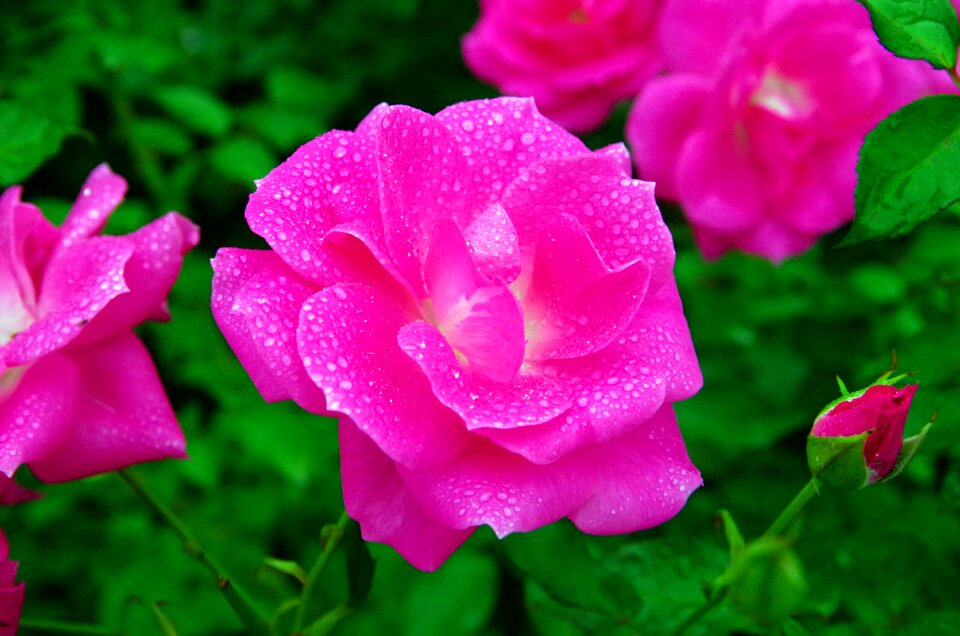 Natural red flowers rose garden
