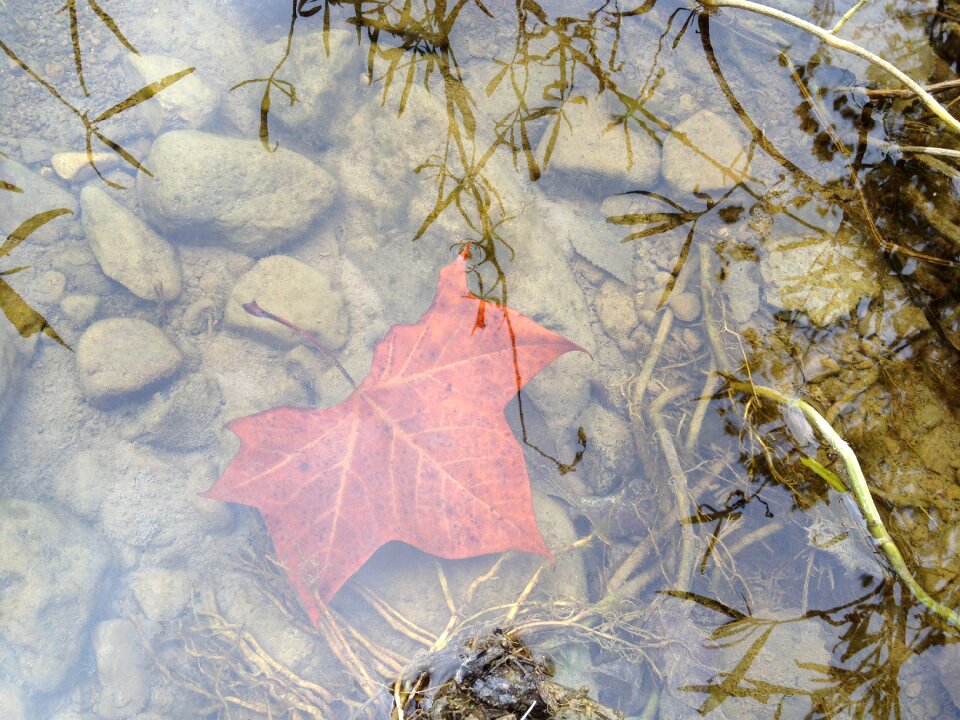 Pond forest fall