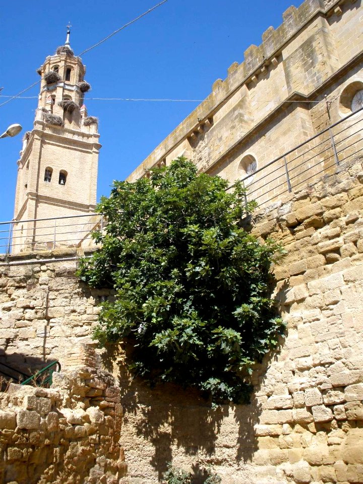 Ejea de los Caballeros - Iglesia de Santa Maria de la Corona 07