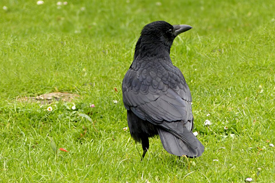 Black foraging park