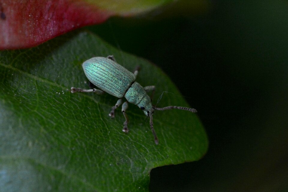 Macro nature close up