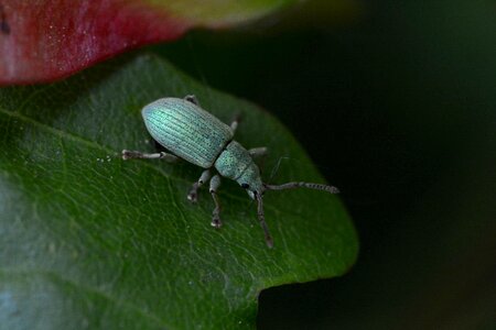 Macro nature close up