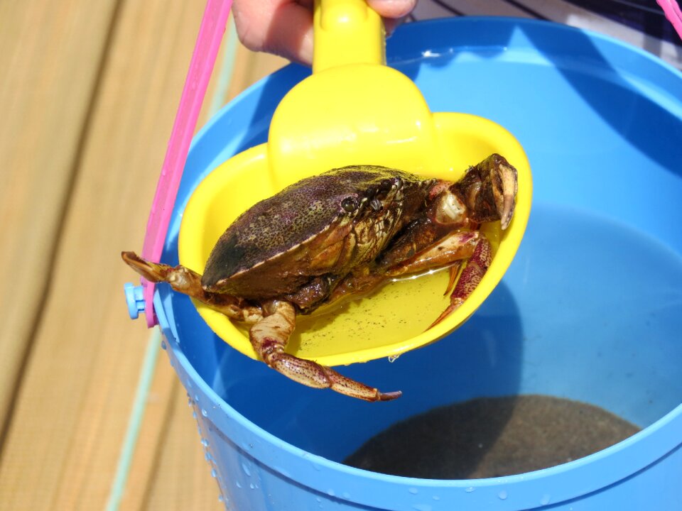 Bucket beach crustacean